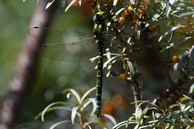 Southern Hawker